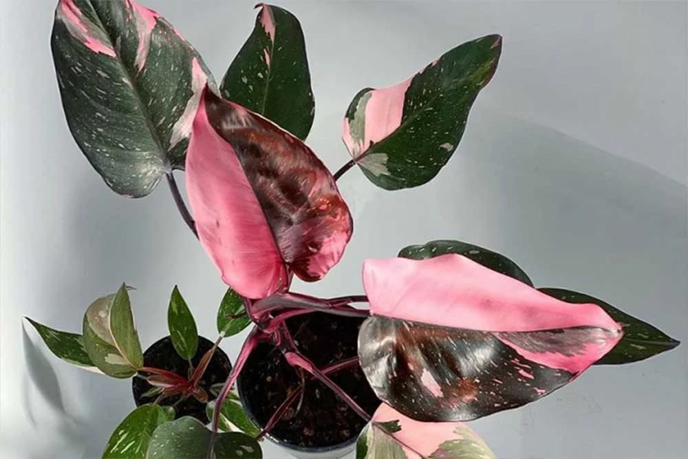 FILADENDRON