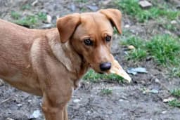 Pet novogodišnjih odluka koje vlasnik kućnog ljubimca treba da donese