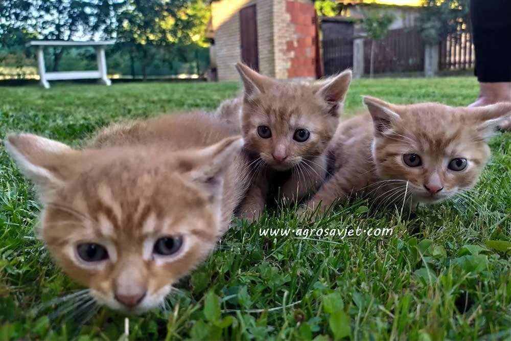 Mačke kao kućni ljubimci