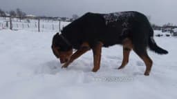 Uz ove savjete obezbijedite psu lagodniju zimu