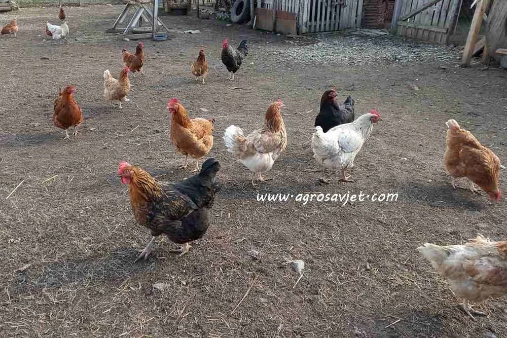 Nedostatak vitamina kod živine