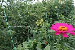 Organska proizvodnja povrća u Istočnoj Ilidži