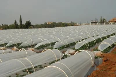 Gajenje jagode u PVC tunelima - Prinos se povećava do 50%