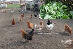 Ako želite veći prinos jaja hranite živinu KOPRIVOM!