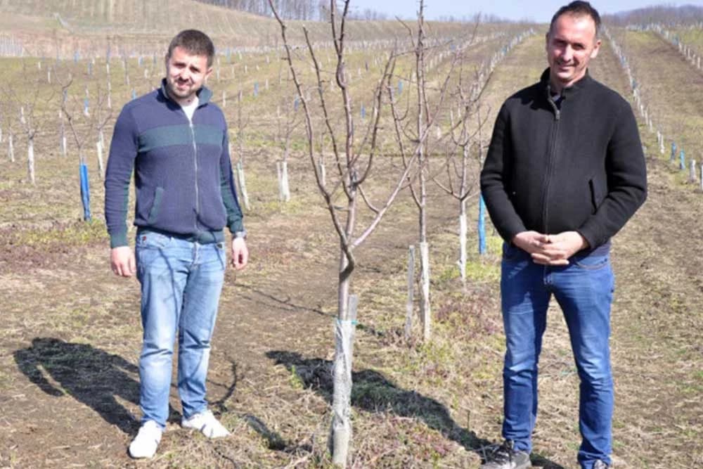 Zaradio u Lincu, zasadio u Loparama