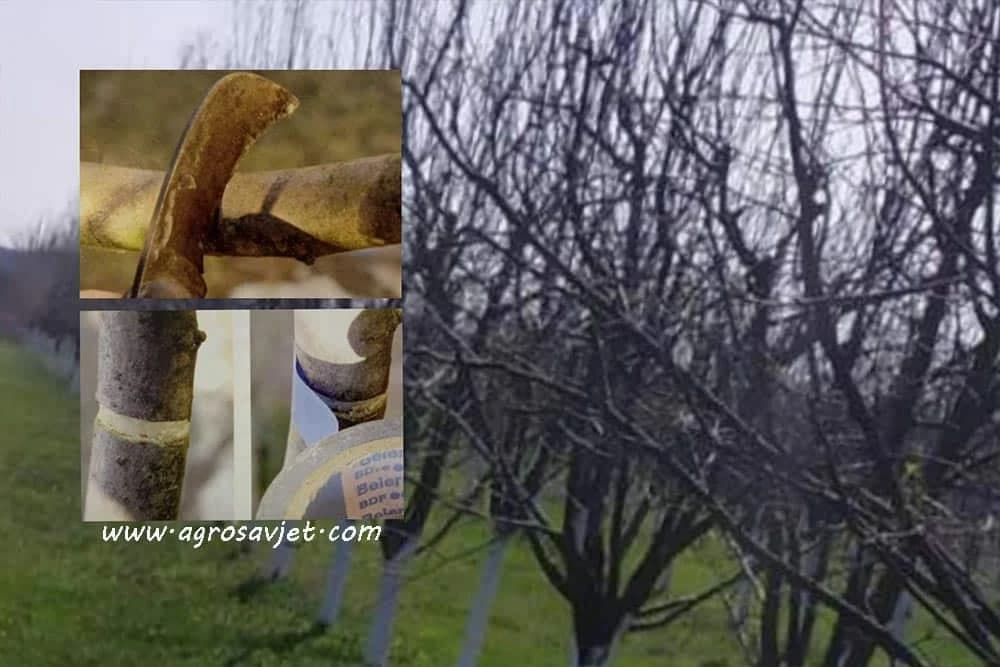 Prstenovanje grana