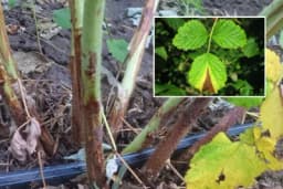 Sušenje izdanaka maline – Osjetno smanjuje rodnost /ZAŠTITA/