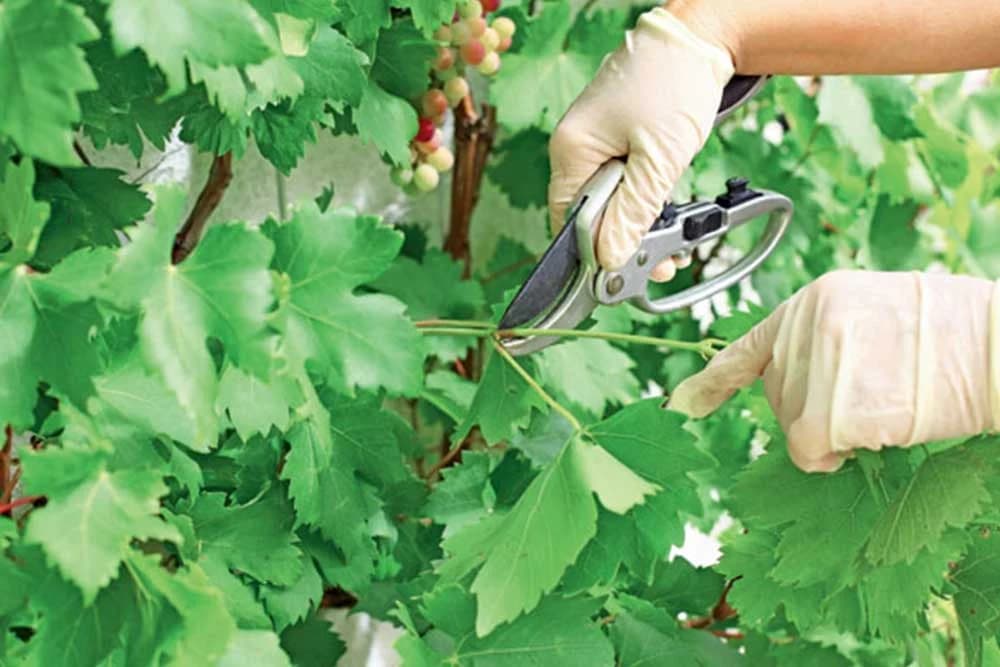 Lačenje i prekraćivanje lastara vinove loze - Važna mjera za svaki vinograd