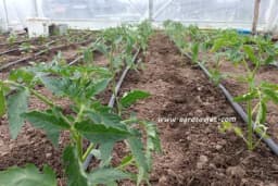 Prirodni stimulatori za bolji rast tek posađenog povrća