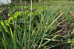 Prirodni preparati za zaštitu luka od bolesti