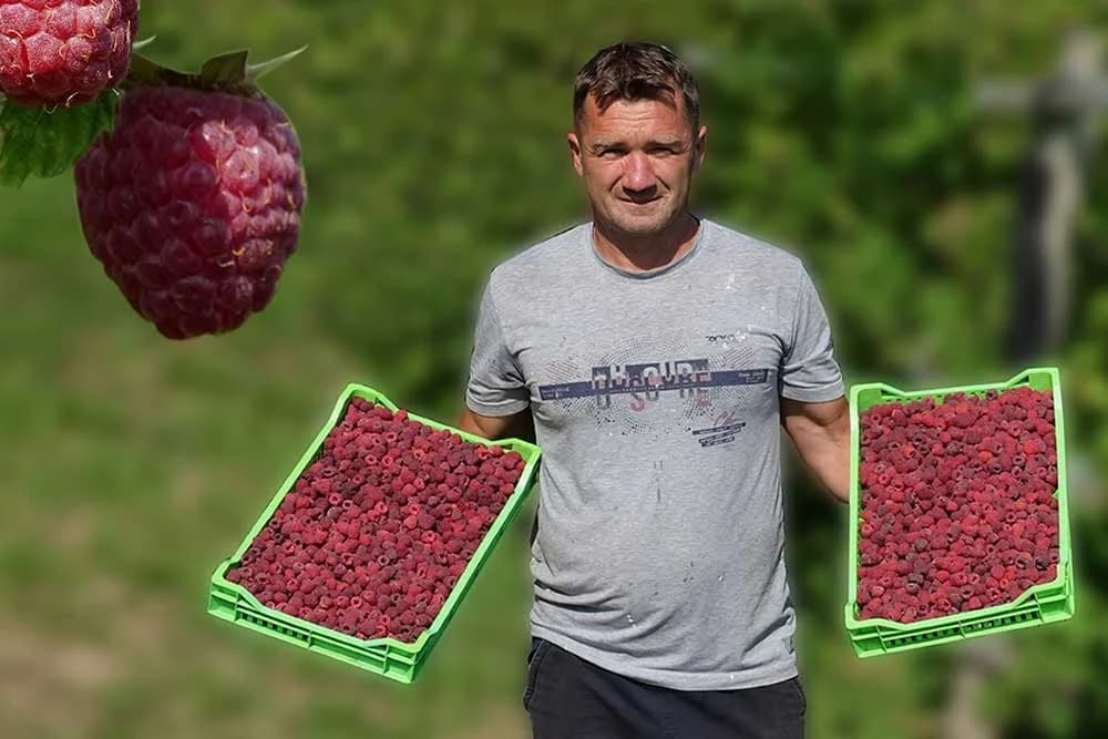 Da sam uništio maline izgubio bih 40.000 KM