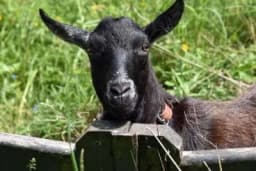 Mliječna rasa koza Murciana Granadina je odlična za proizvodnju sireva