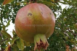 Jednostavno uputstvo za uzgoj NARA na prozoru