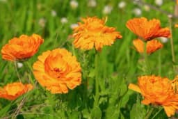 Biljke koje će zaštititi vaše voće, povrće i cvijeće od štetočina