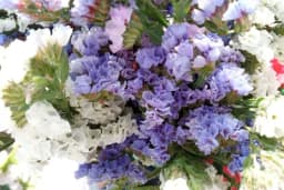 Statica - Sadnja, razmnožavanje, sušenje