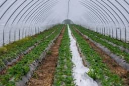 Plastenici za 20 poljoprivrednika: Vrijednost jednog plastenika 2.575 KM