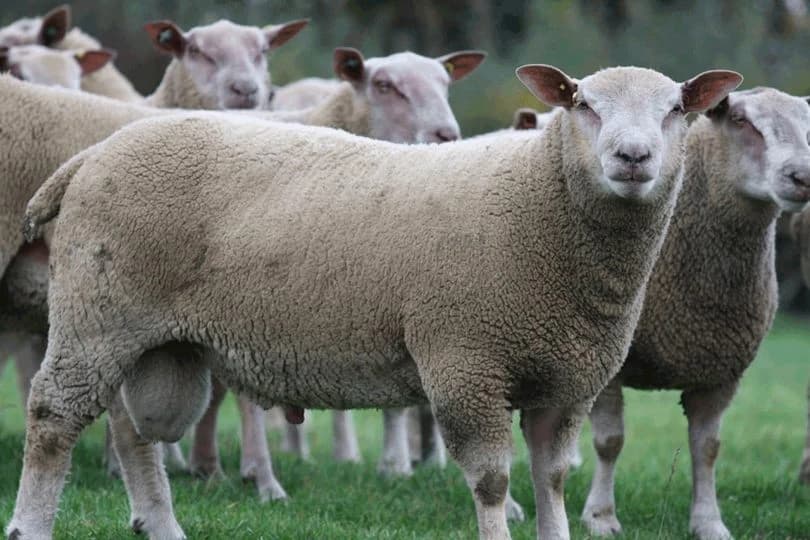 Šarole ovca je “stvorena” za tov
