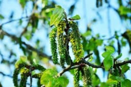 JASIKA - Drvo poznato kao zeleni aspirin