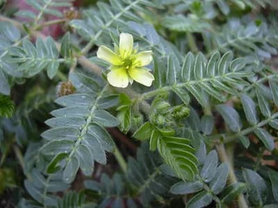 Biljka babin zub (Tribulus terrestris) - Ljekovitost, čaj, priprema
