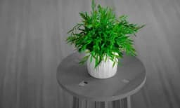 Prirodni ovlaživač prostora - Uz ovu sobnu biljku se lakše diše