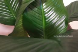 Pet sobnih biljaka koje rashlađuju i osvježavaju kuću tokom ljeta