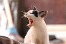 Ovo su mirisi koje mačke ne podnose