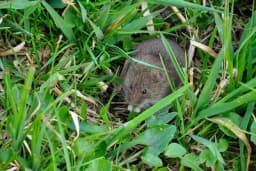 Voluharice - metode suzbijanja