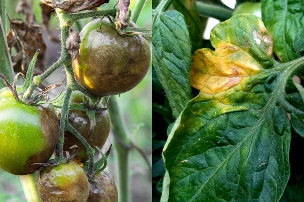 plamenjača paradajza