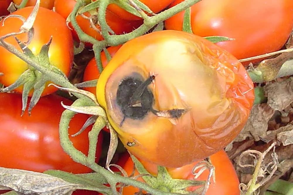 crna pjegavost lista i ploda