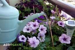 Mnogi ne znaju kad je najbolje vrijeme za zalivanje cvijeća: Da li to treba raditi ujutro ili uveče