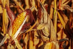 Znate li kada se bere kukuruz?