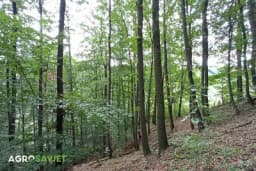 Kako klimatske promjene utiču na drveće?