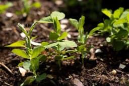 Baštovani ovo povrće uvek sade u februaru: Podnose niske temperature i cvetaju u rano proleće