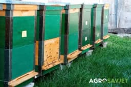 Kako zaštititi pčele od varoe, gladi i pesticida?