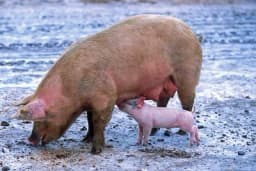 Anemija kod prasadi - Kako je prepoznati i šta preduzeti ukoliko do nje dođe