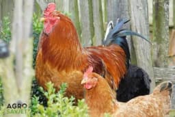 Pijetao – Vidovita ptica koja nam teoretski ne treba za dobijanje jaja, ali...