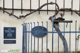 Čuvarica istorije: Priča o vinovoj lozi stara preko 400 godina