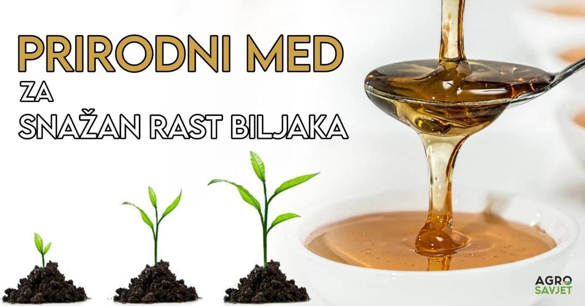 prirodni med