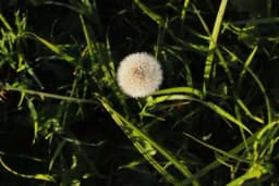 Najefikasniji sprej za suzbijanje korova: Samo pomješajte ova 3 sastojka i više neće nicati nikakvo bilje