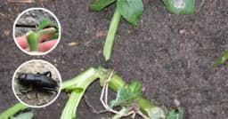 Štetočina koja se hrani mladim stabljikama povrća i nanosi velike štete!