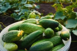 Uz ovaj trik krastavac će ostati svjež danima