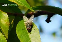 Uz ovaj trik otjeraćete muhe bez pesticida