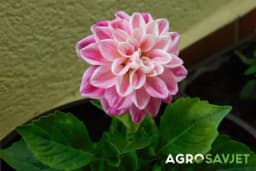 Cvijet dalija: Raskošna ljepota i raznolikost