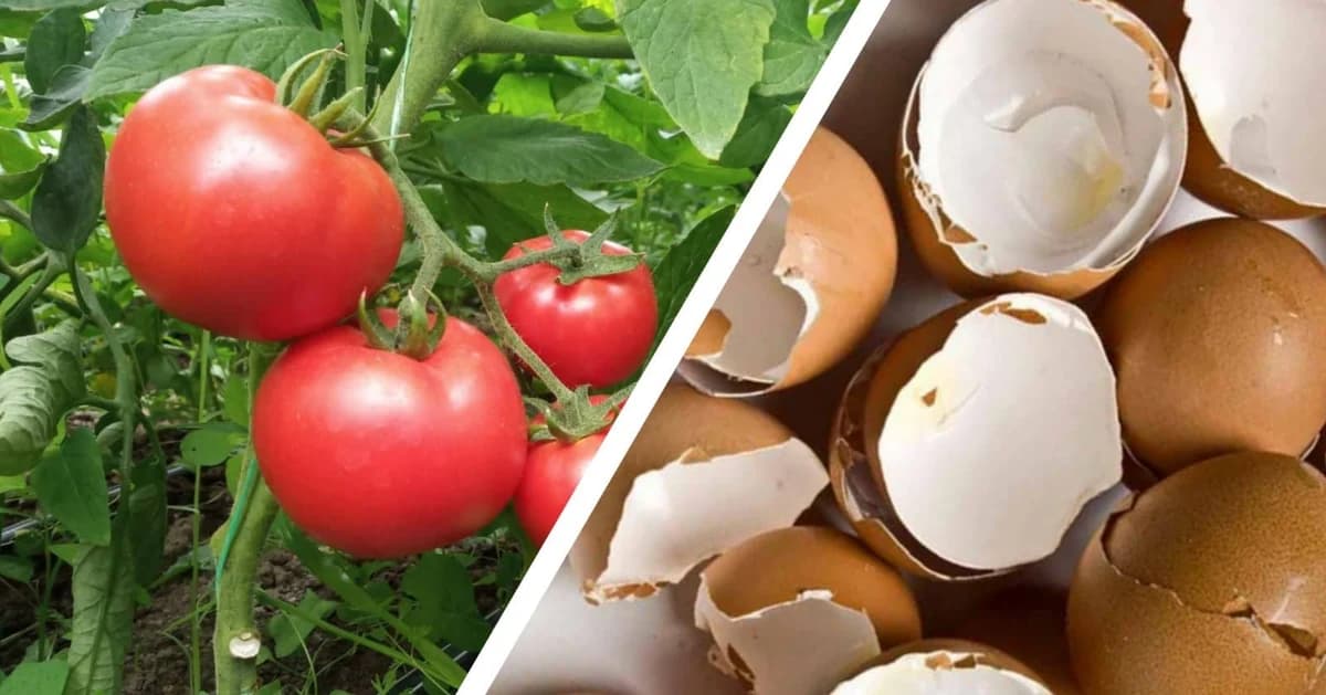 ljuska od jaja kao đubrivo za paradajz