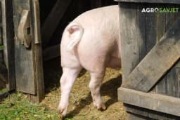 Fitnes za svinje - Trčanje na traci za bolje zdravlje i kvalitet mesa