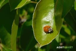 Azijska bubamara – prijatelj ili neprijatelj?