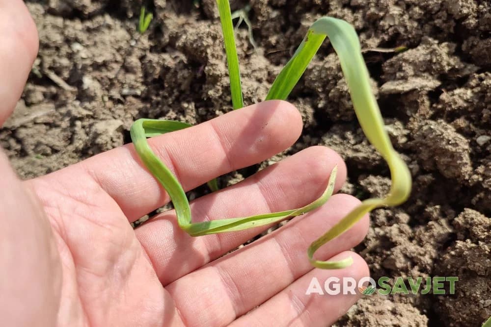 luk počinje da žuti
