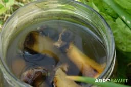 KAKO DA NAPRAVITE PRIRODNO ĐUBRIVO ZA BILJKE? Nikada više nećete baciti koru od banane, a vaše biljke će BUJATI