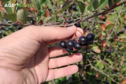 Kad se bere aronija?