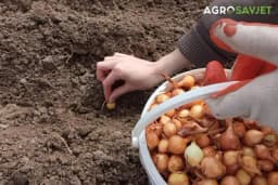 5 razloga zašto treba posijati luk u jesen : Evo kako da to uradite što bolje